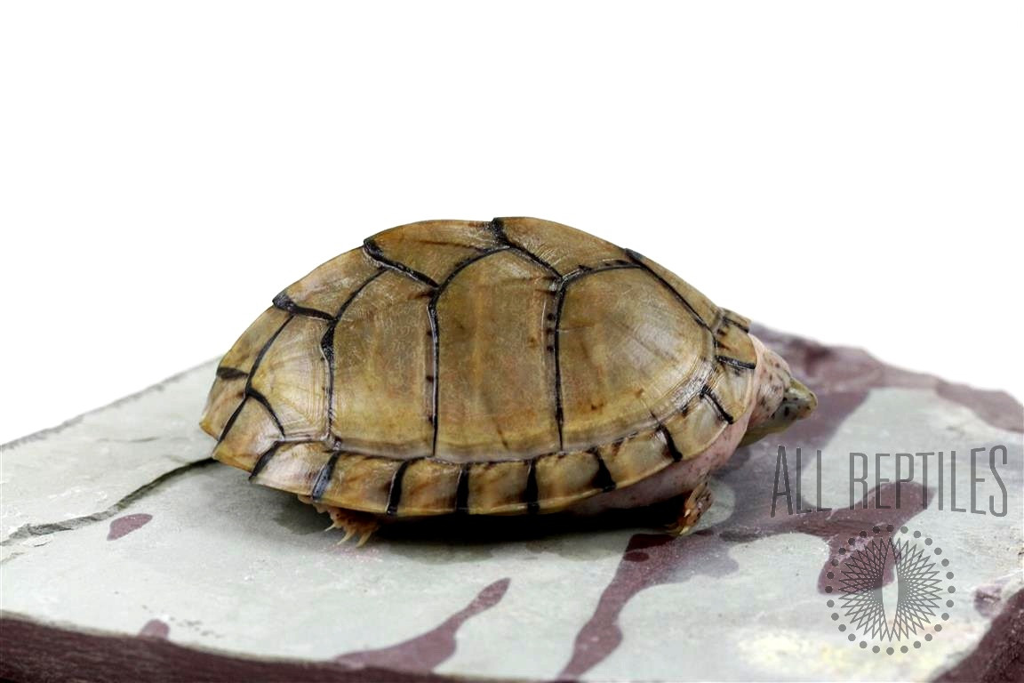 Razorback Musk Turtle