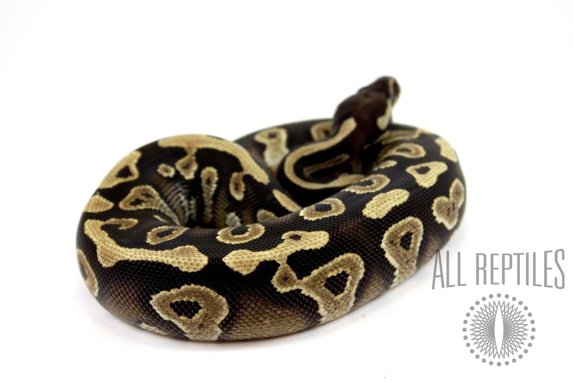 Mojave Yellow Belly Ball Python
