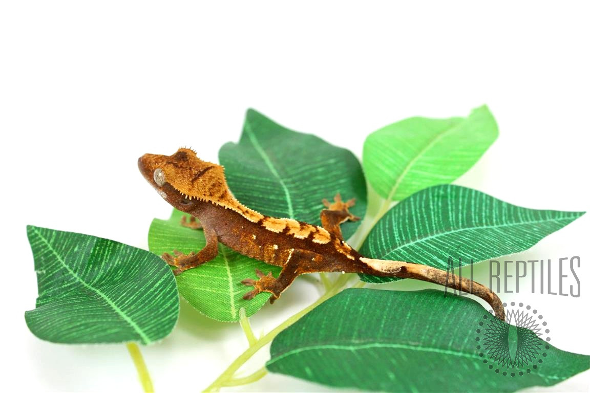Flame Crested Gecko