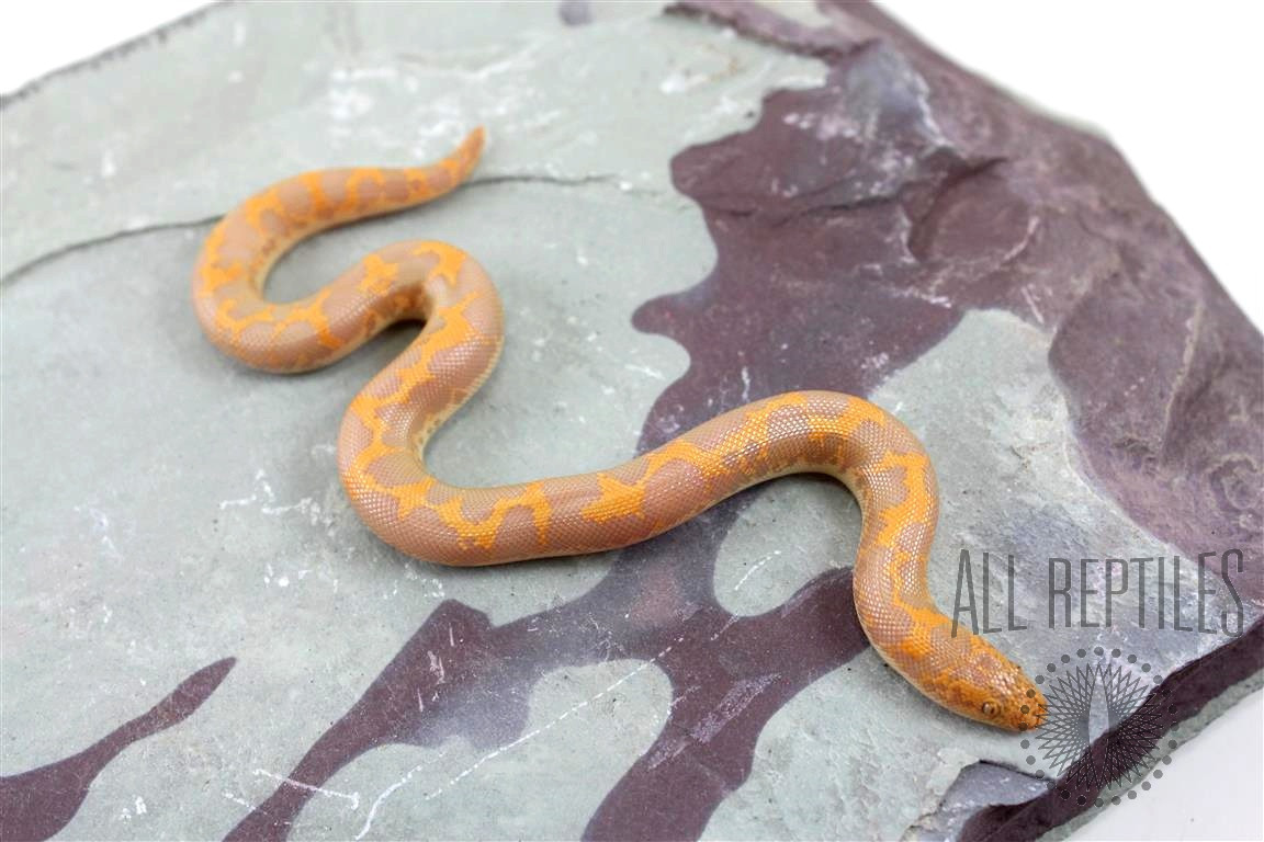 Amel Kenyan Sand Boa