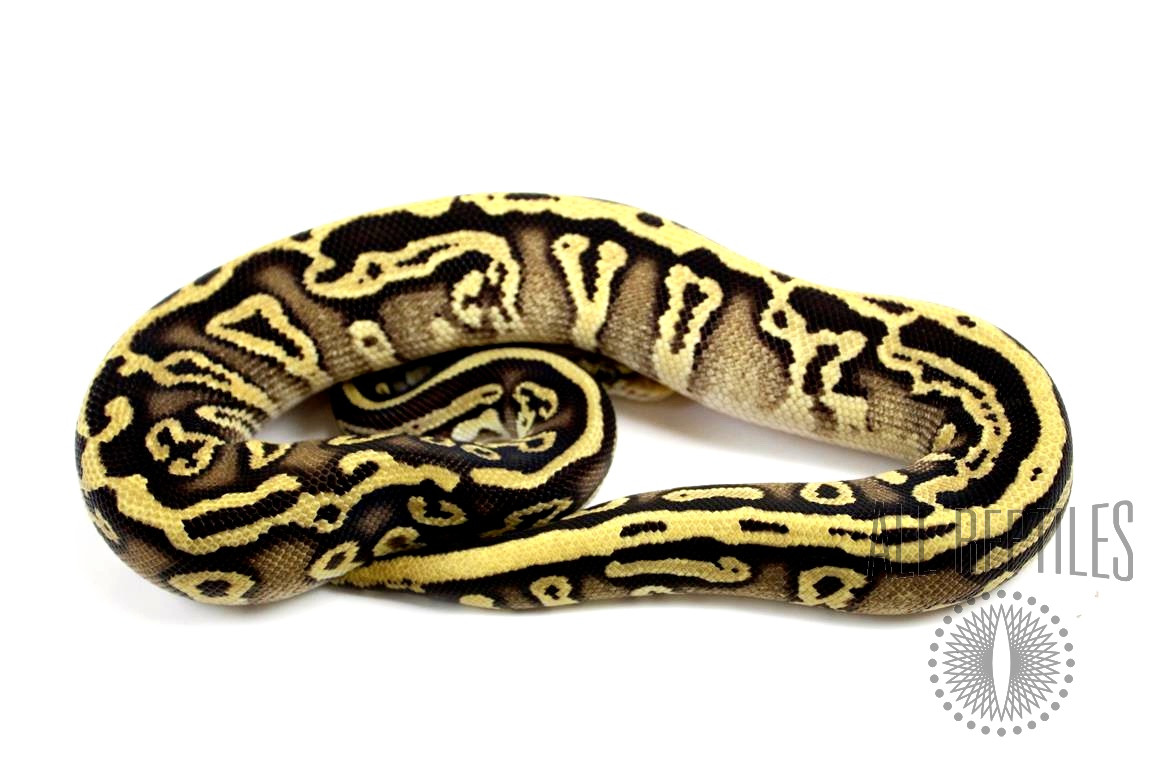 Pastave Leopard Ball Python