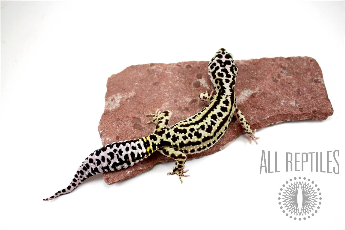 Bold Stripe Leopard Gecko