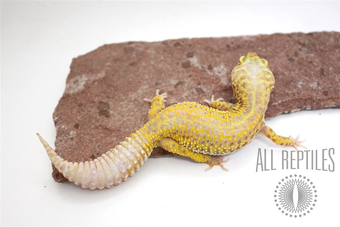 Bell Albino Red Stripe Leopard Gecko