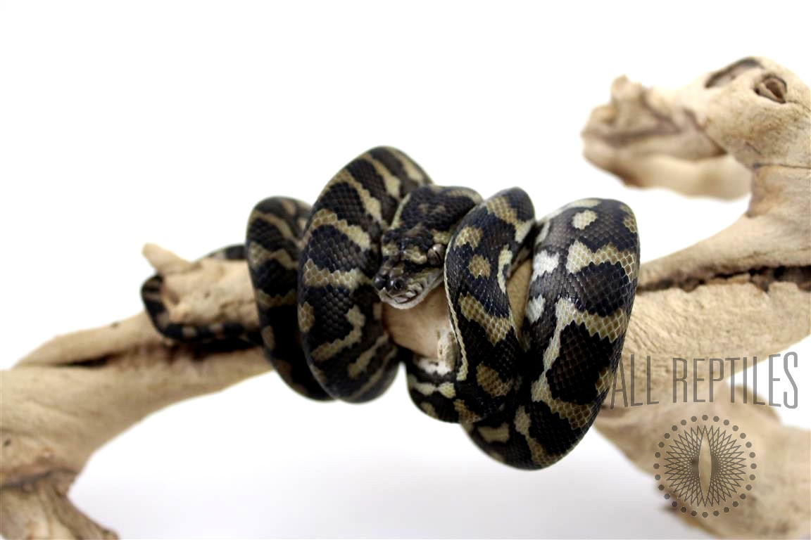 Carpet Python (Sibling)