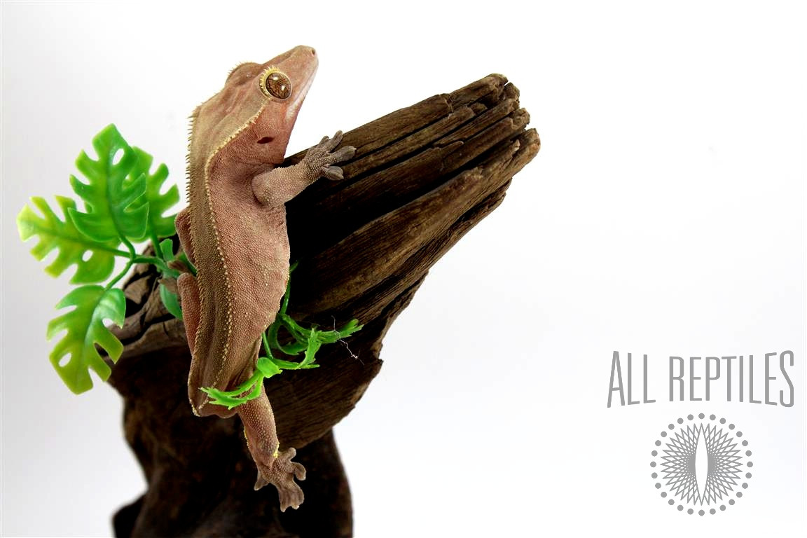 Red Crested Gecko - Tailess