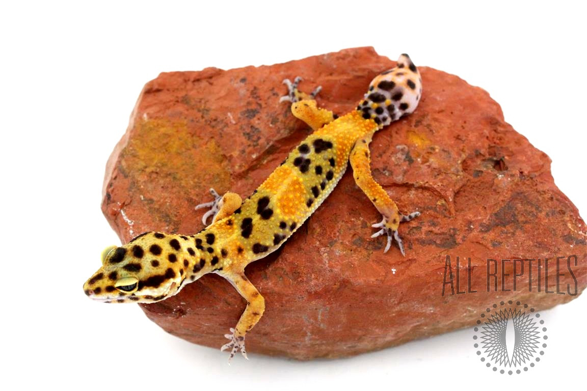 Calico Firefox Leopard Gecko 