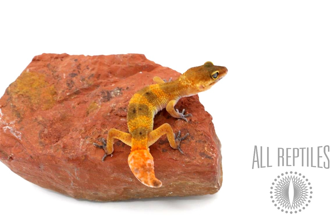 Tangerine Tornado Leopard Gecko 