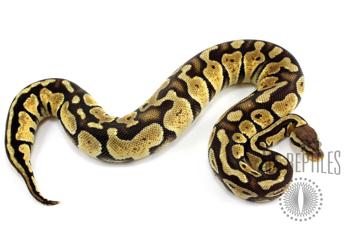 Pastel Ball Python