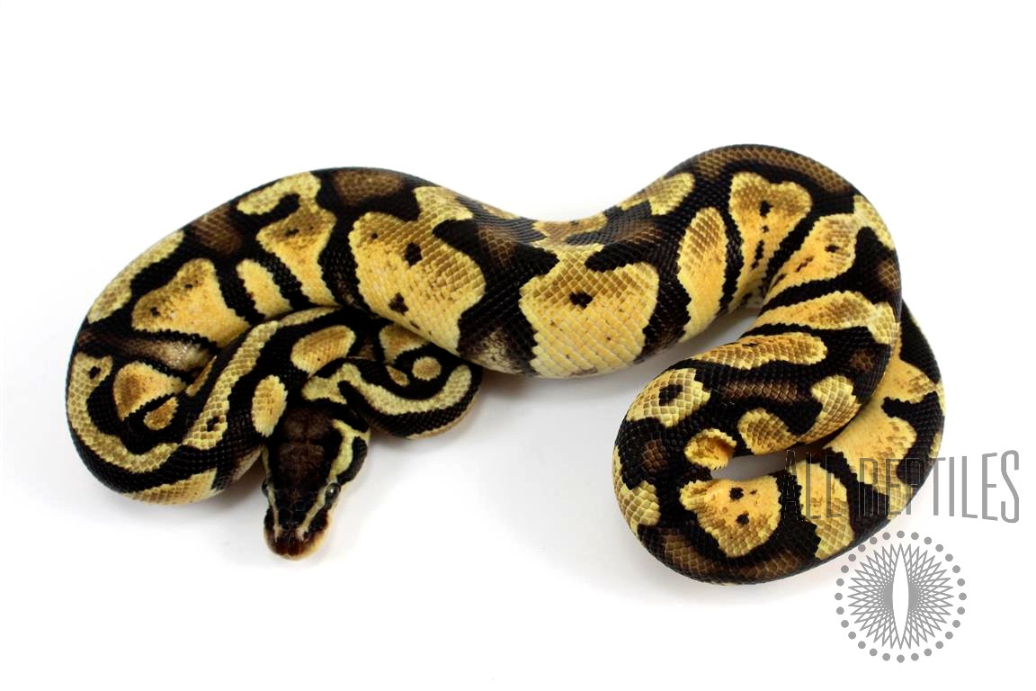 Calico Ball Python