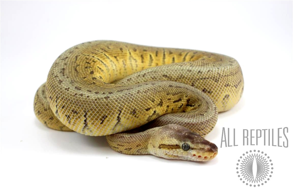 Lemonblast HRA Ghost Ball Python