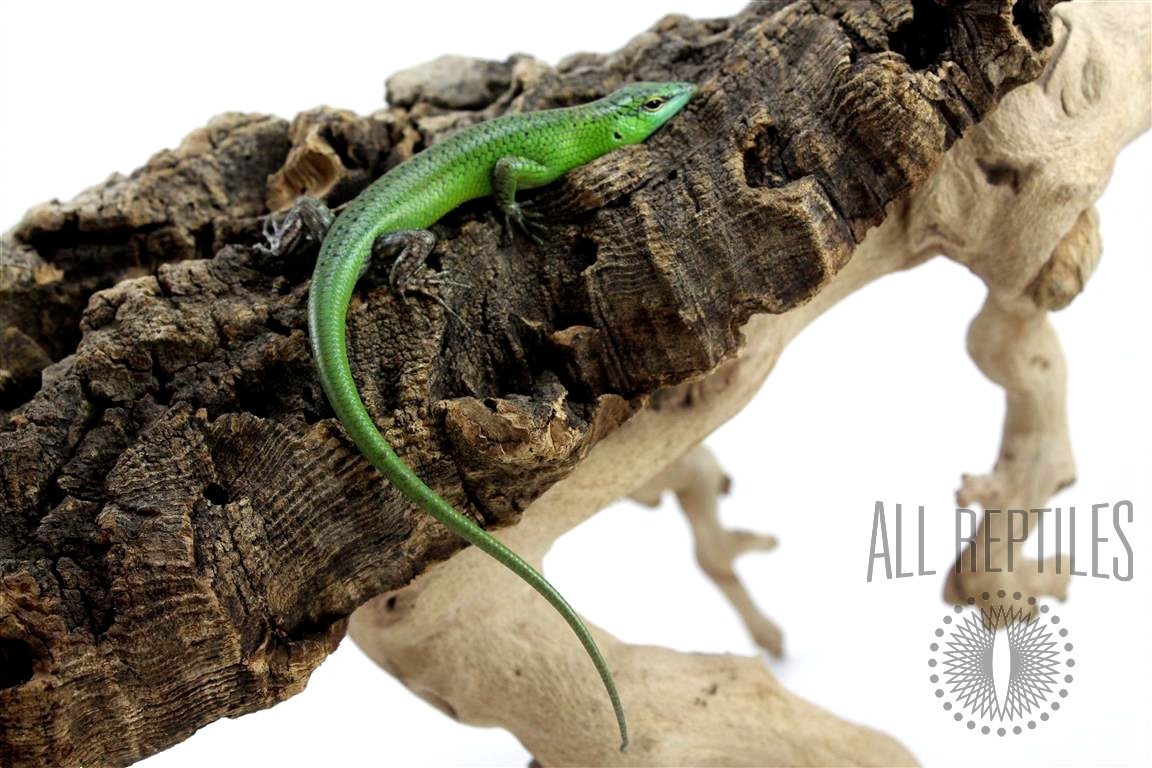 CB Emerald Tree Skink