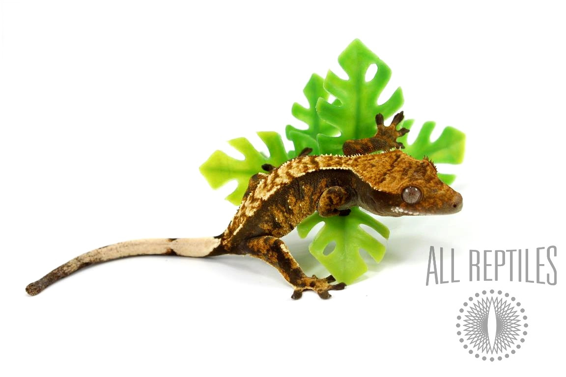 Extreme Harlequin Crested Gecko