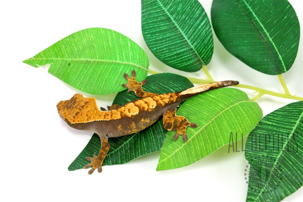 Harlequin Crested Gecko - Imperfect