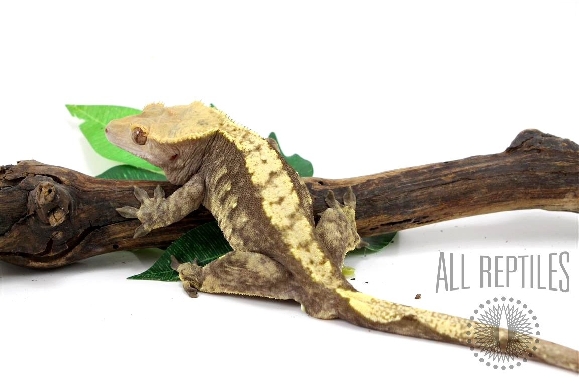 Grey Tiger Crested Gecko