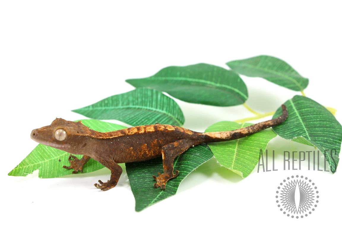 Harlequin Mocha Crested Gecko