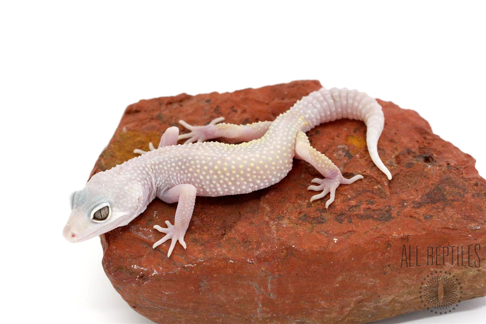 Blazing Blizzard Leopard Gecko