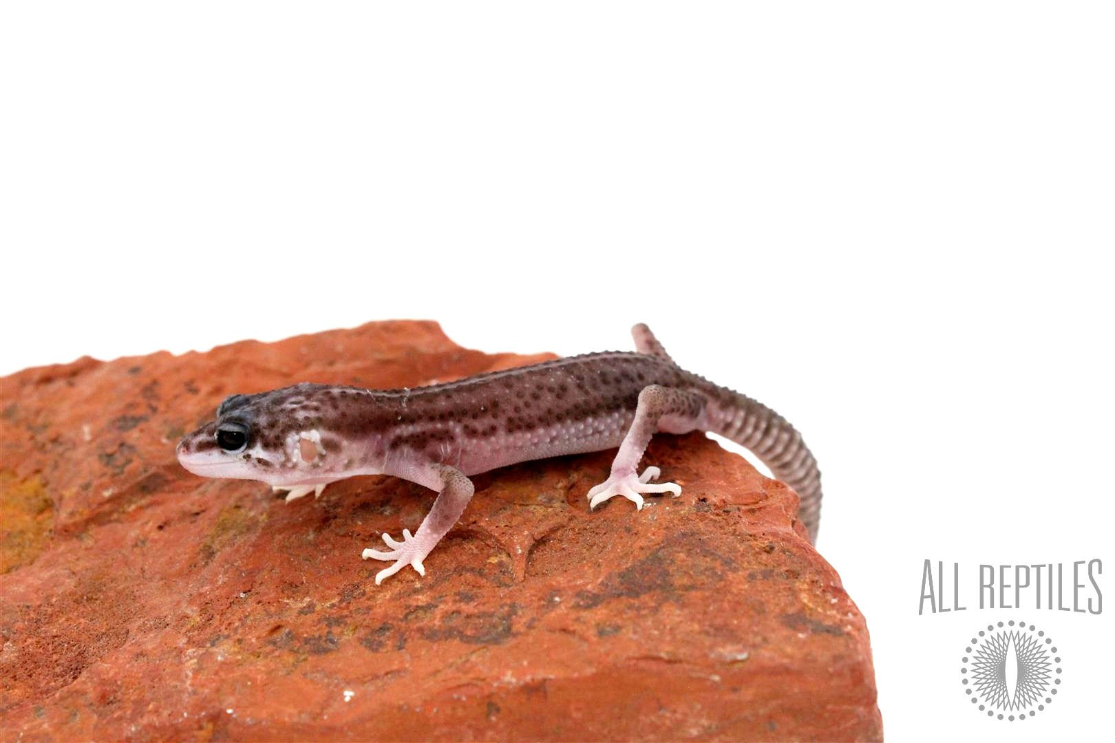 Mack Super Snow Leopard Gecko