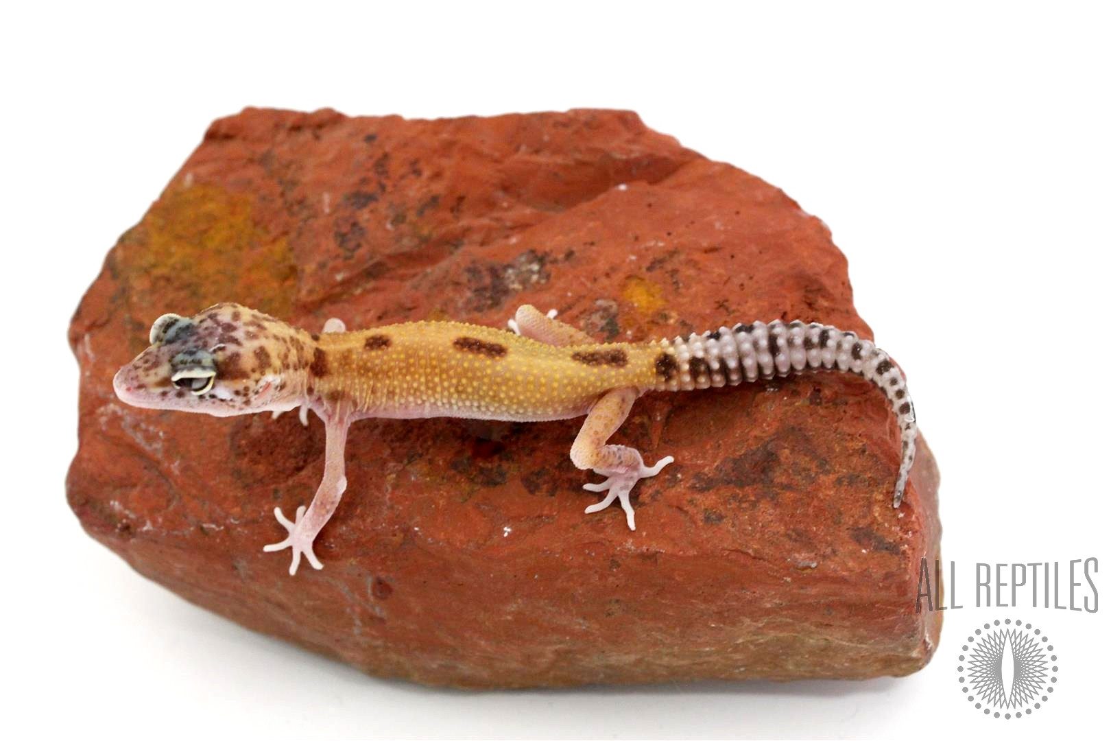 Partial Eclipse Eye Red Stripe Leopard Gecko