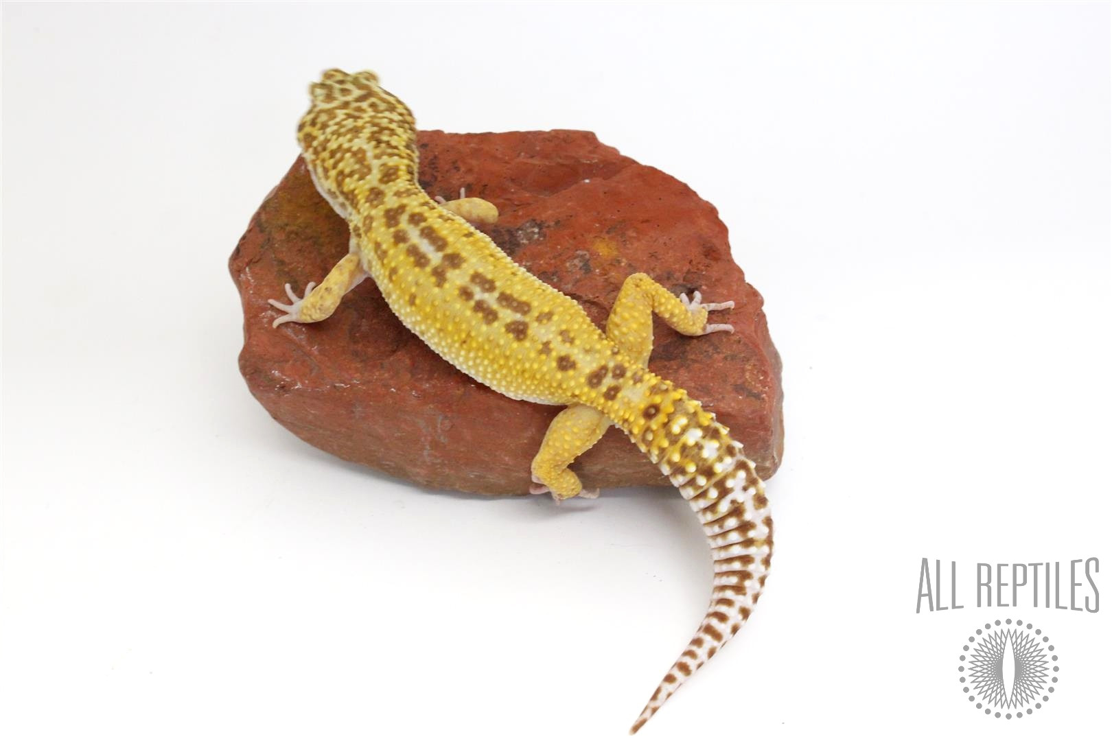 Red Stripe Leopard Gecko