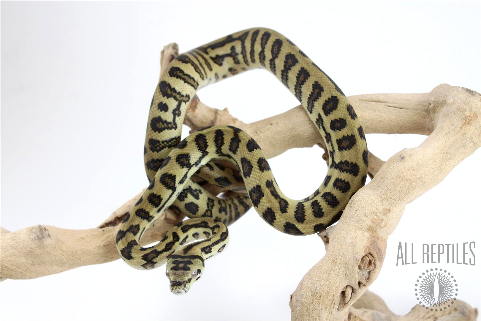 High Yellow Jungle Jaguar Carpet Python