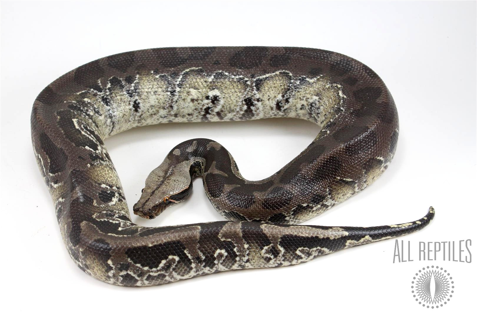 Sumatran Short Tail Python