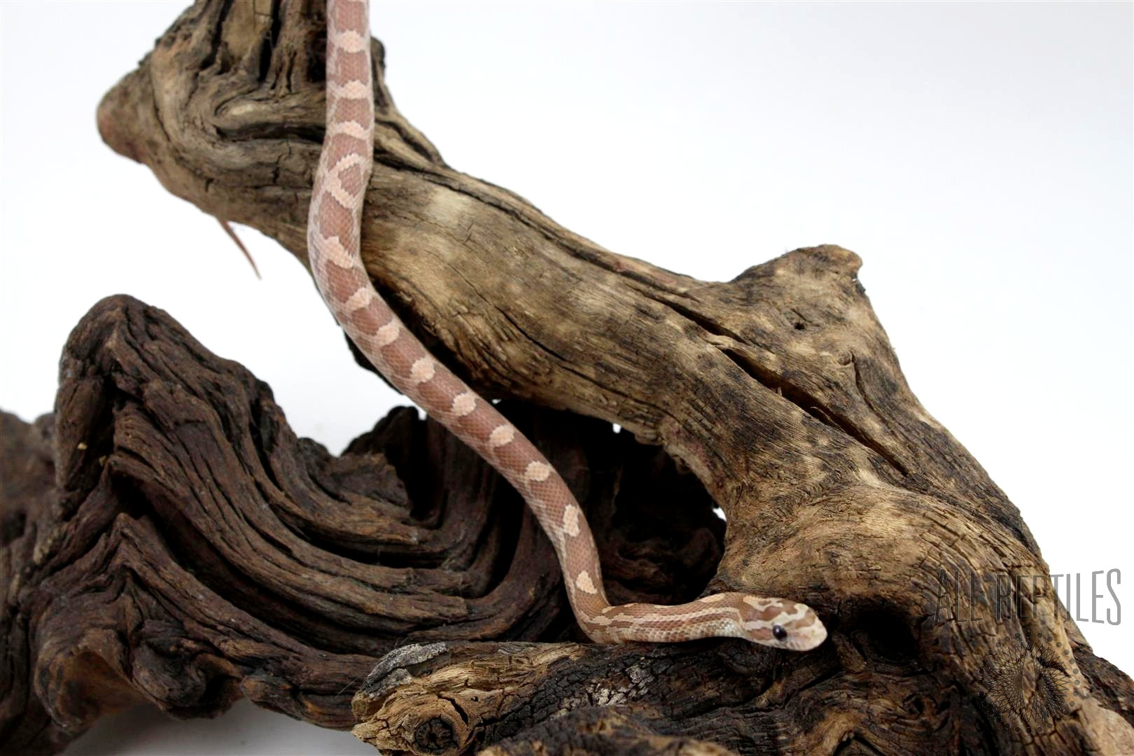 Ghost Corn Snake