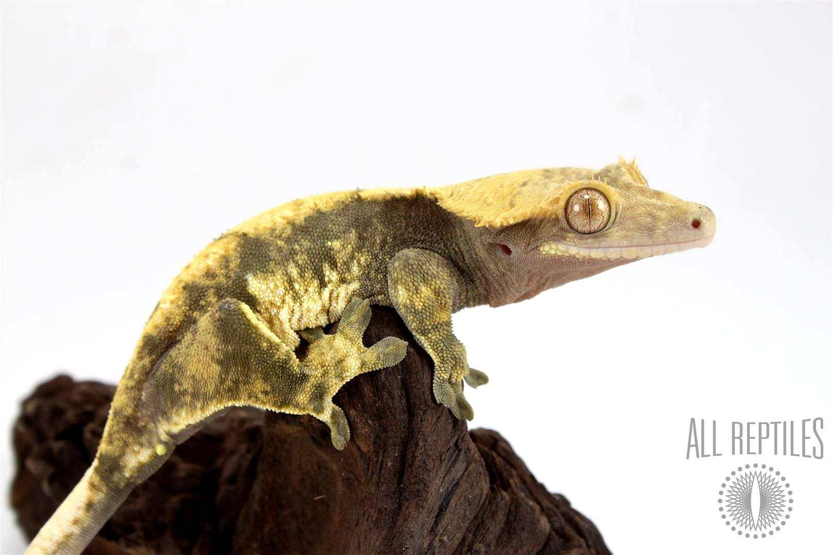 Harlequin Crested Gecko