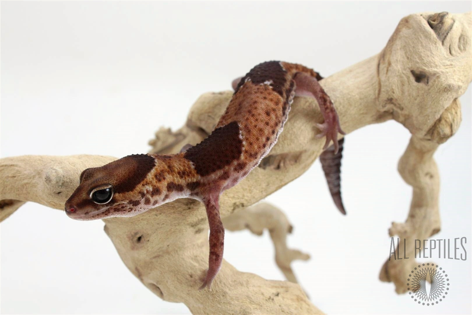 African Fat Tail Gecko