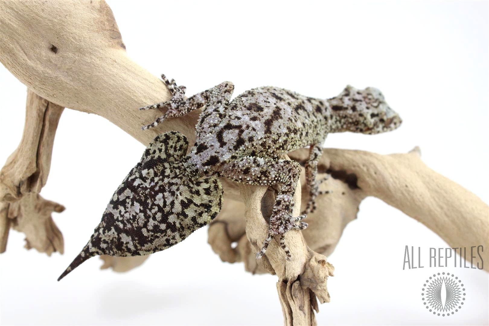 CB Australian Riverine Leaf Tail Gecko