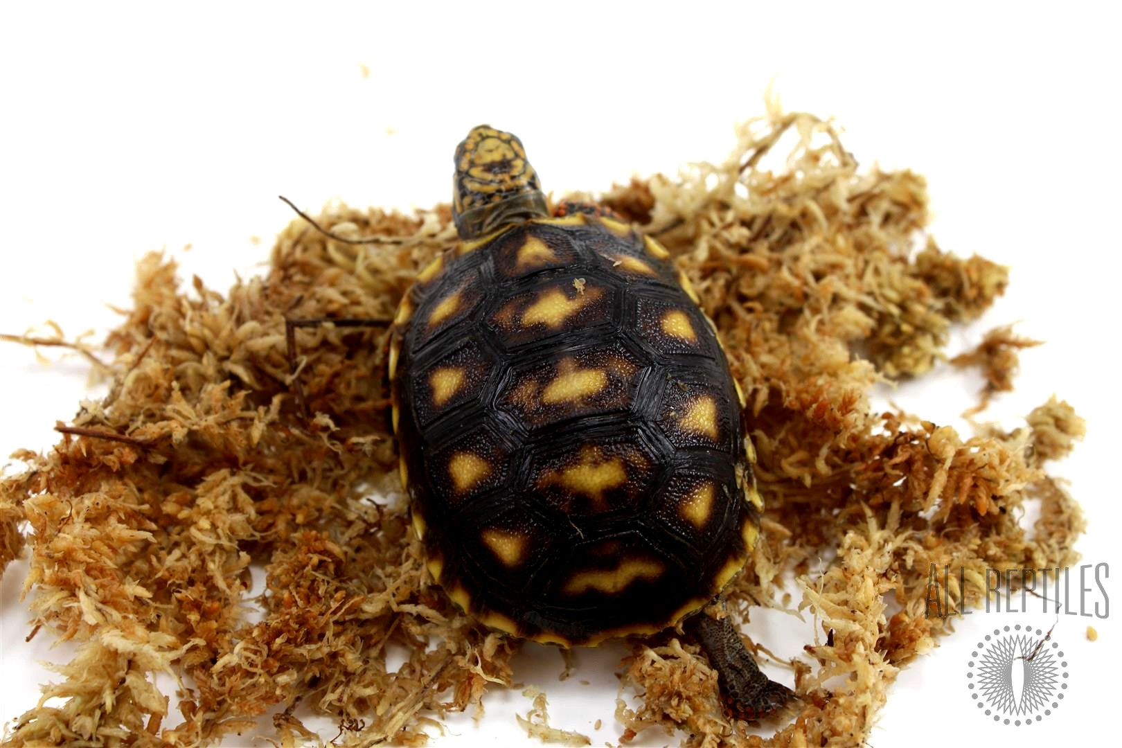 Red Foot Tortoise