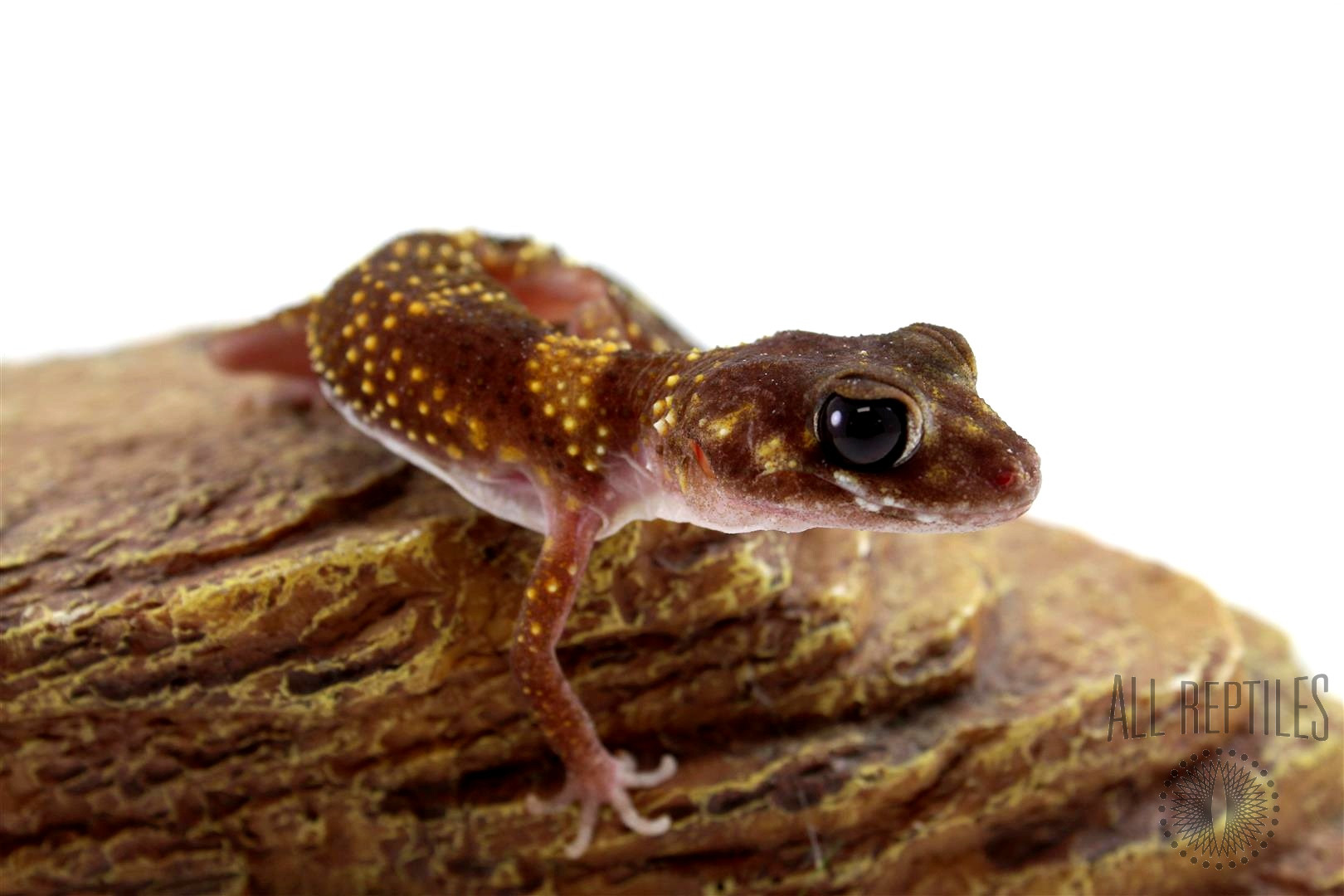 Australian Barking Gecko