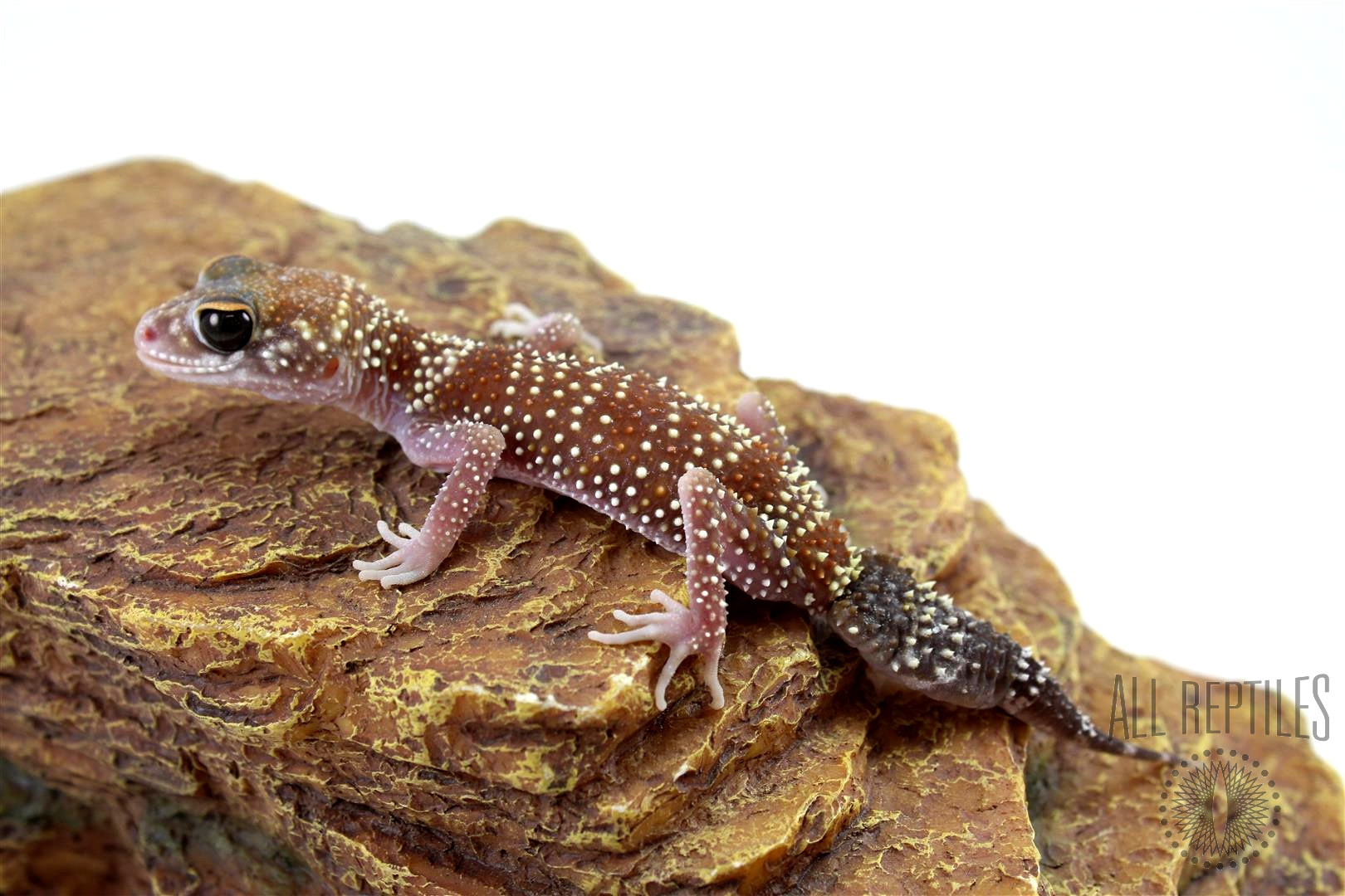 Australian Barking Gecko