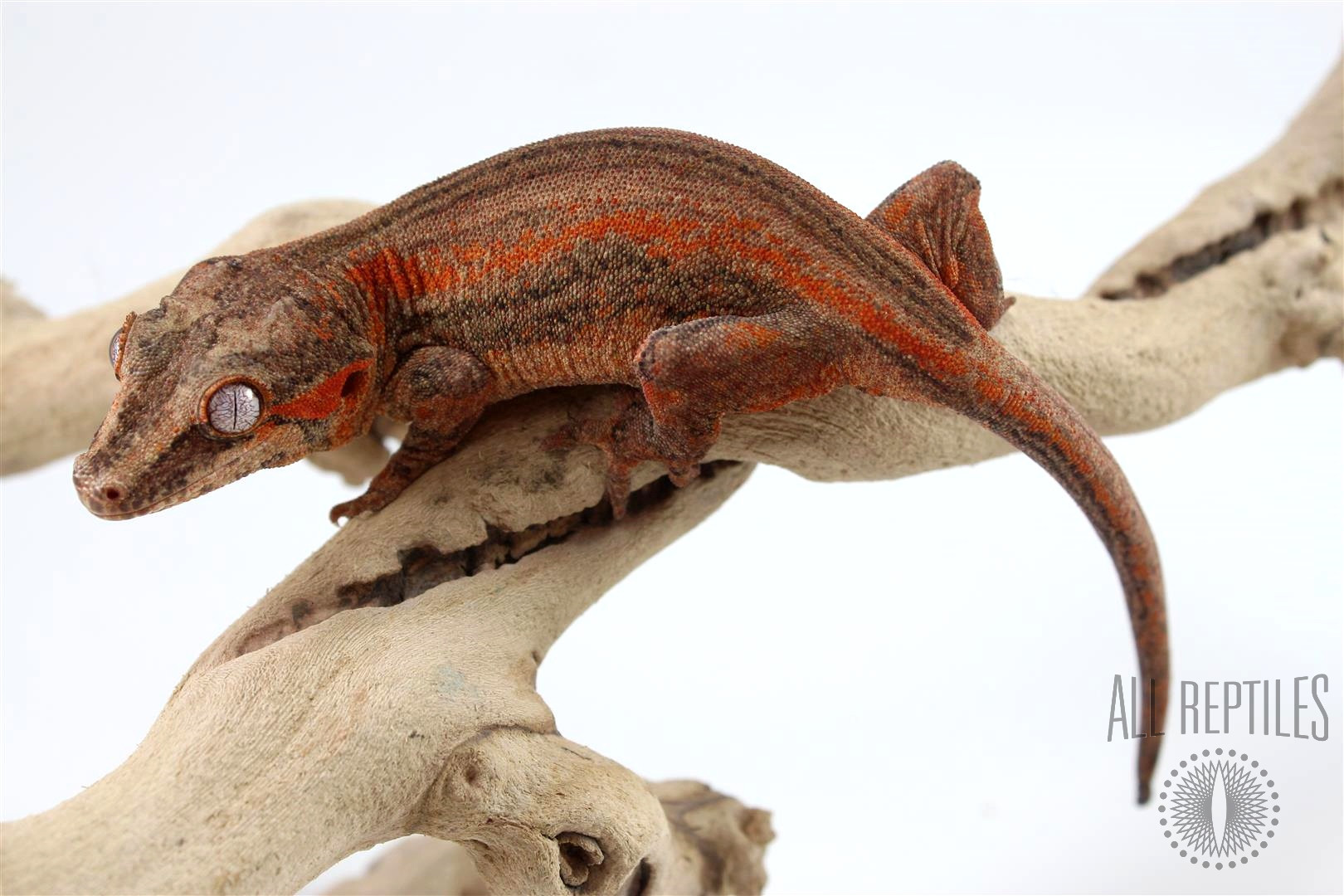 Orange Striped Gargoyle Gecko