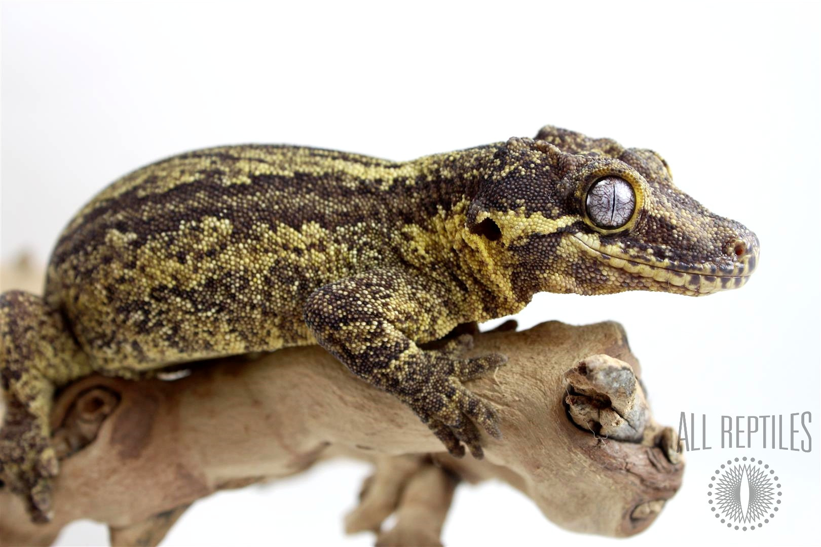 Striped Gargoyle Gecko