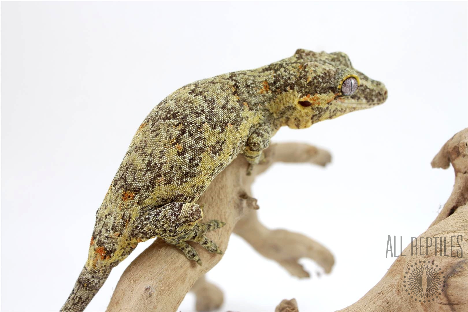 Orange and Yellow Blotched Gargoyle Gecko