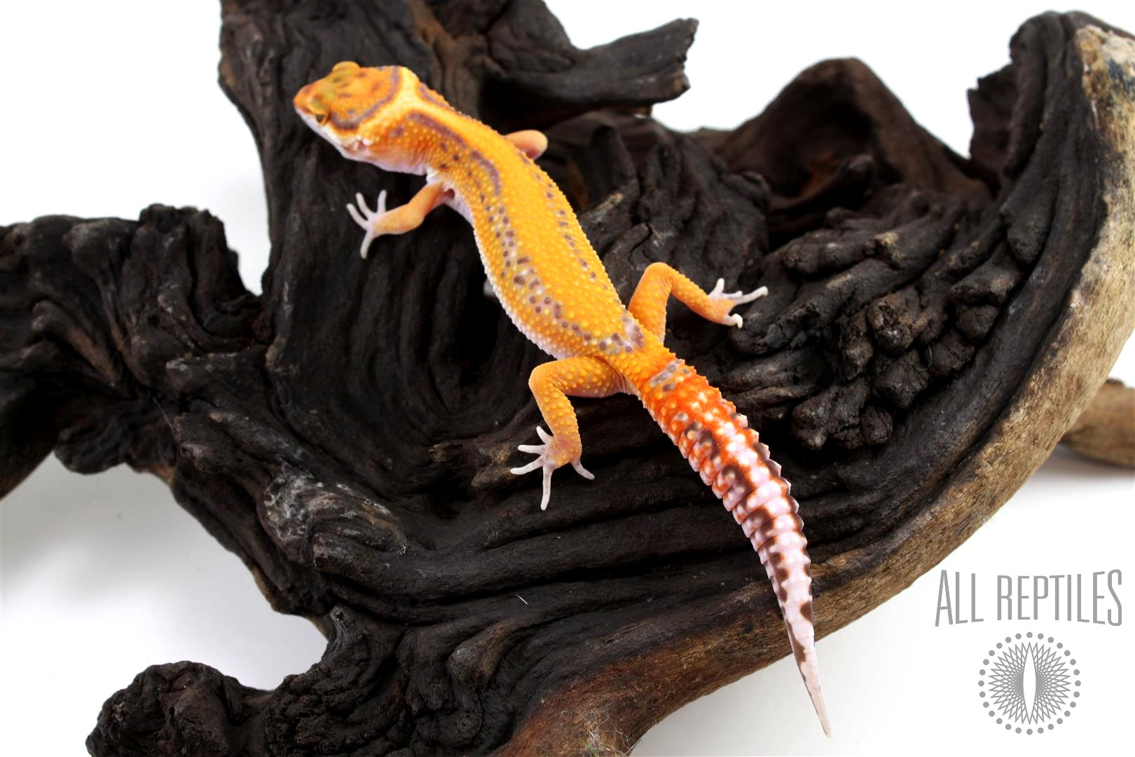 Red Diamond Striped Tremper Albino Leopard Gecko