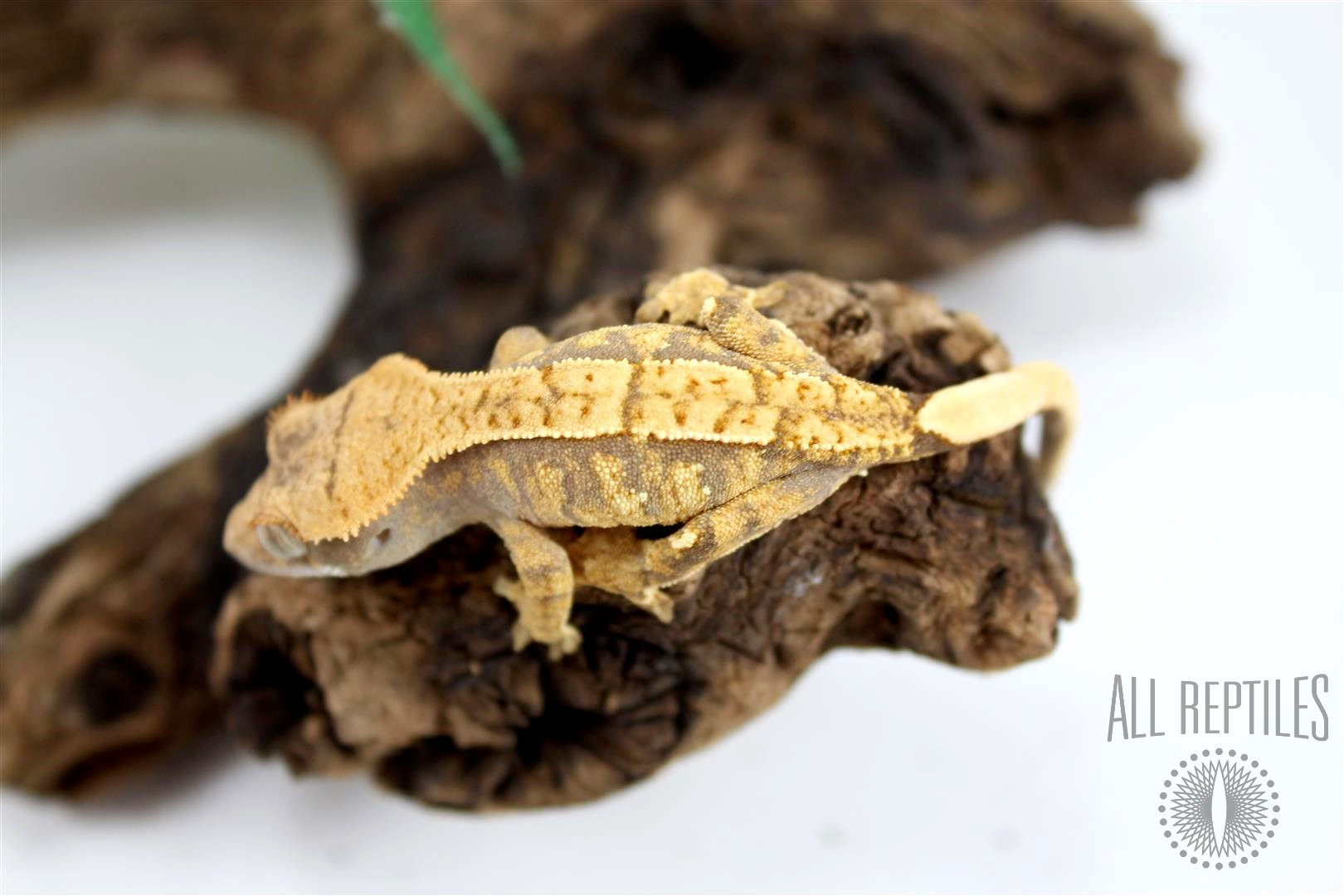 Cream Harlequin Crested Gecko