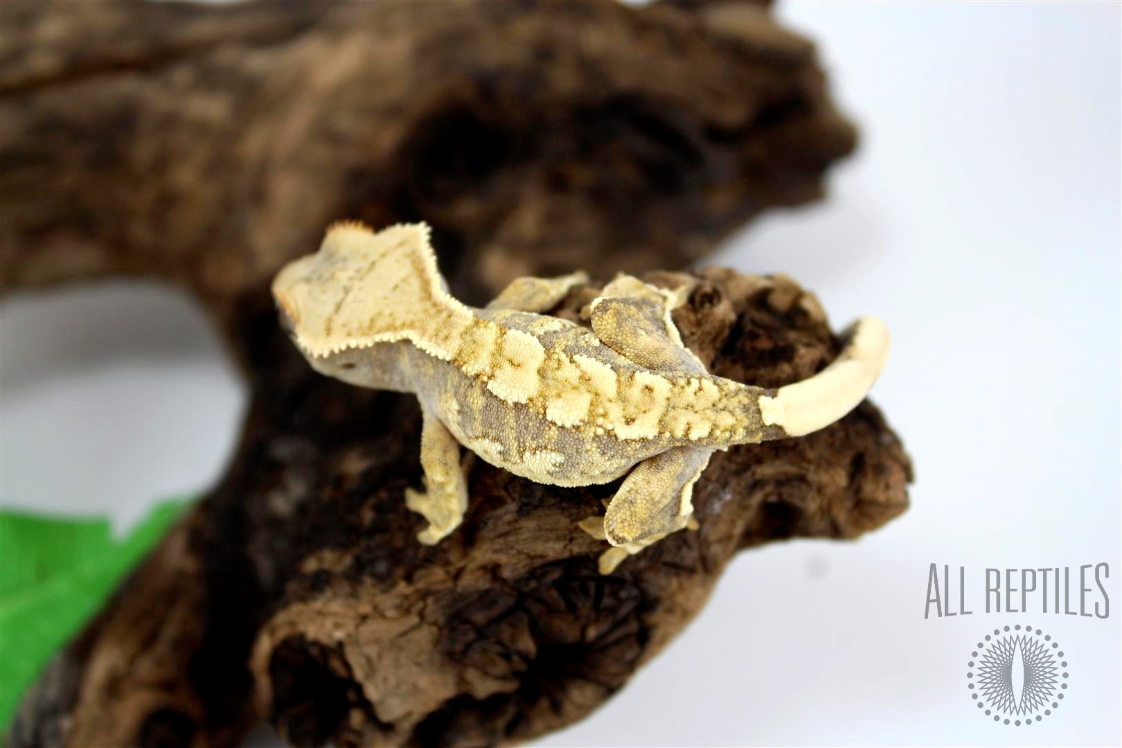 Cream Harlequin Crested Gecko