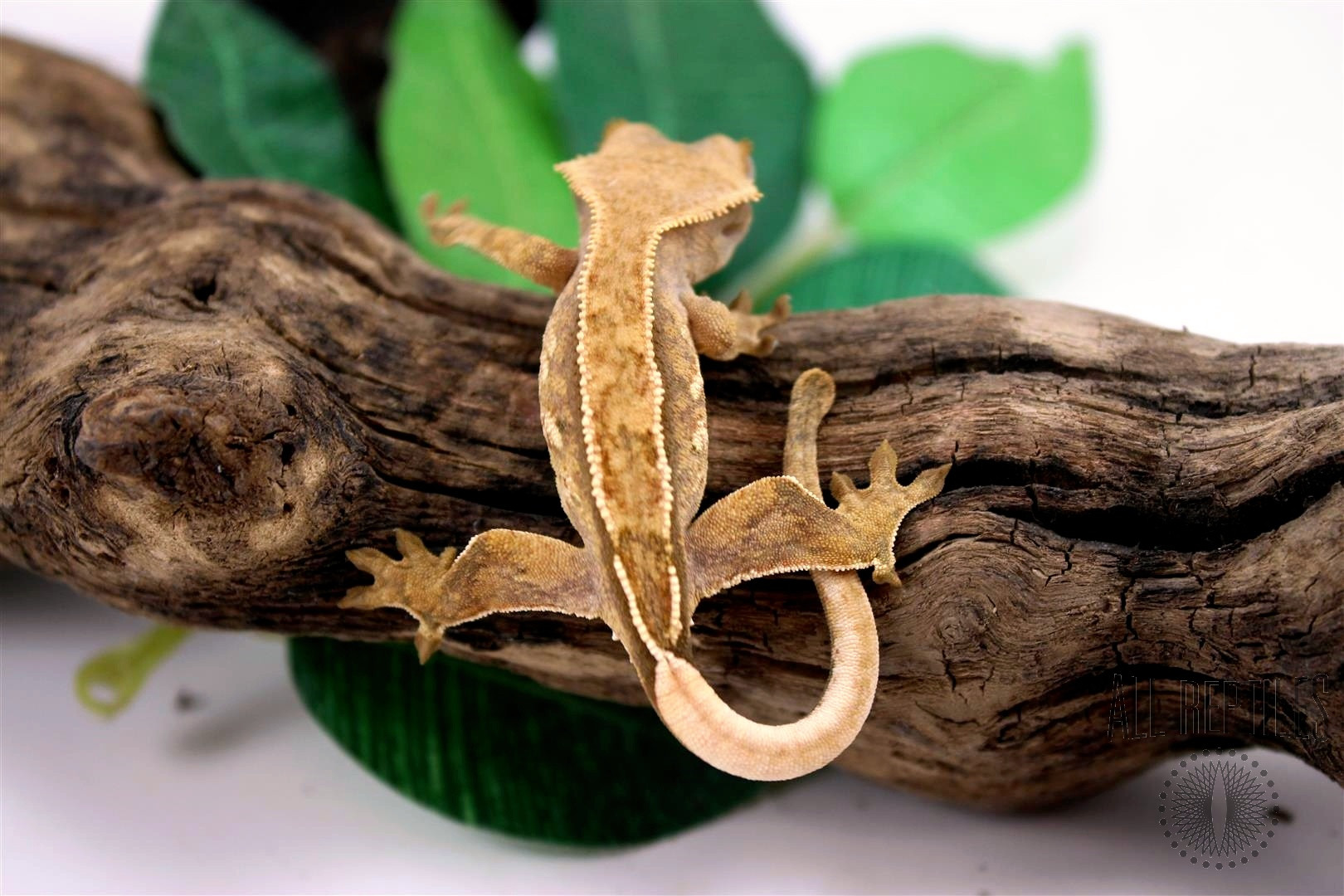 Reverse Pinstripe Crested Gecko