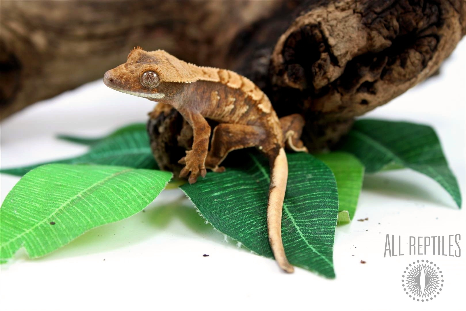 Harlequin Crested Gecko