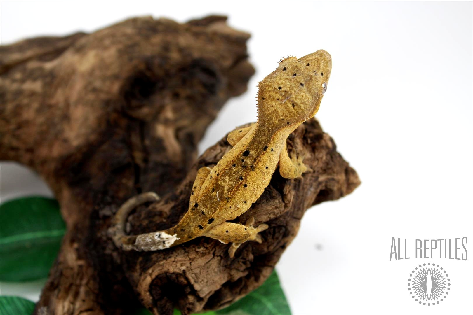 Yellow Dalmatian Crested Gecko