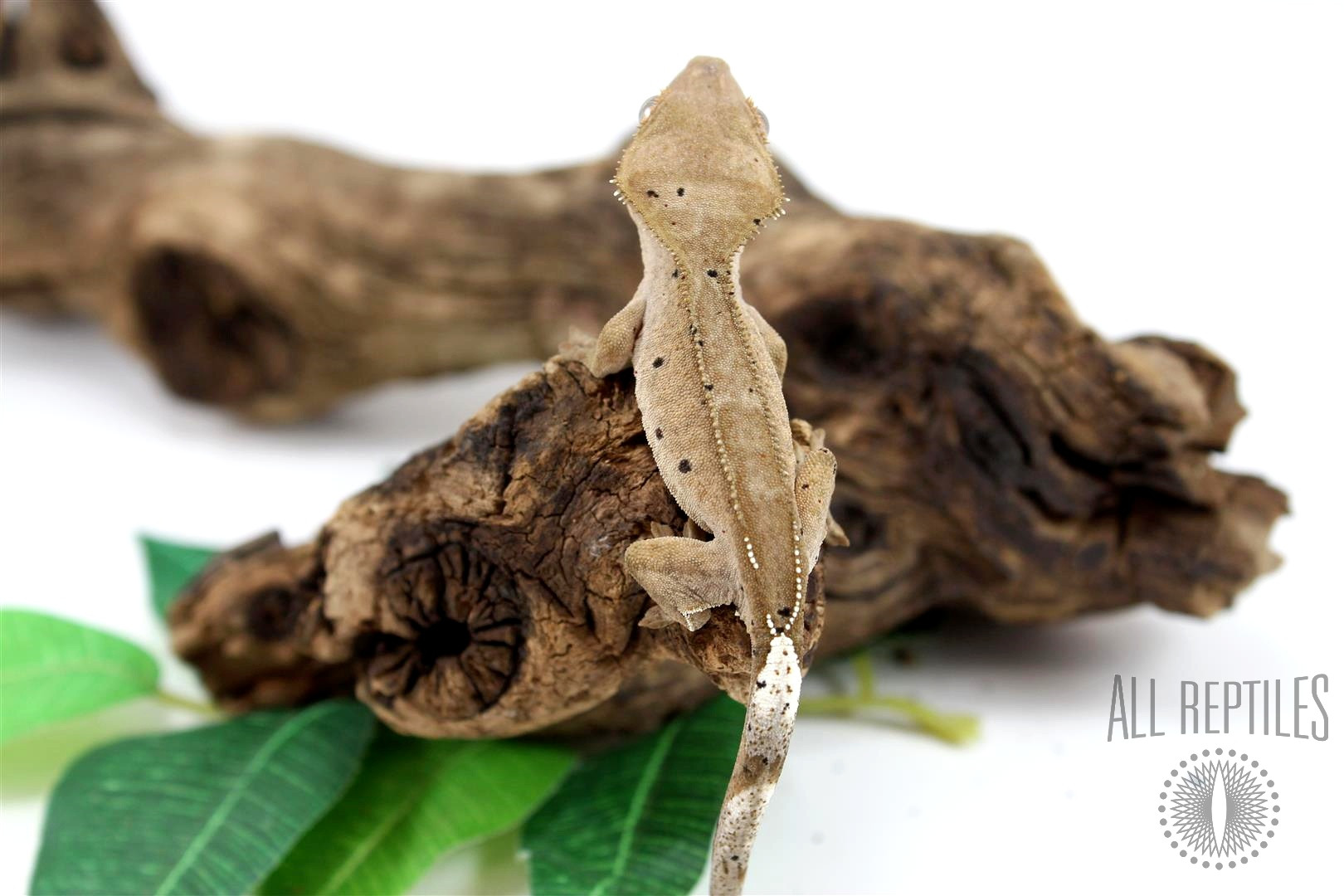 Buckskin Dalmatian Crested Gecko