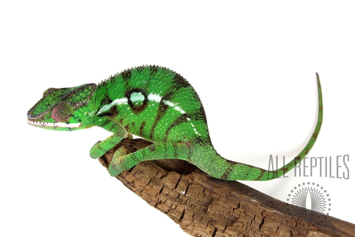 Nosy Mitsio Panther Chameleon