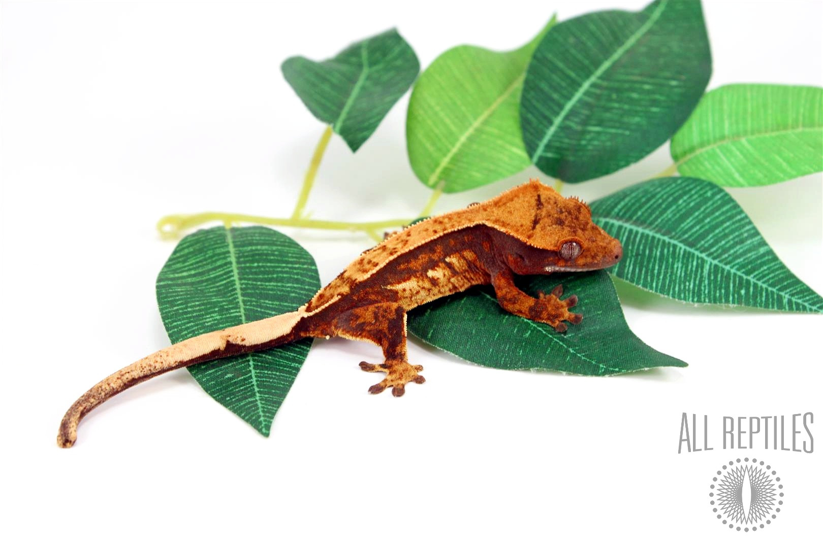 Tricolor Crested Gecko