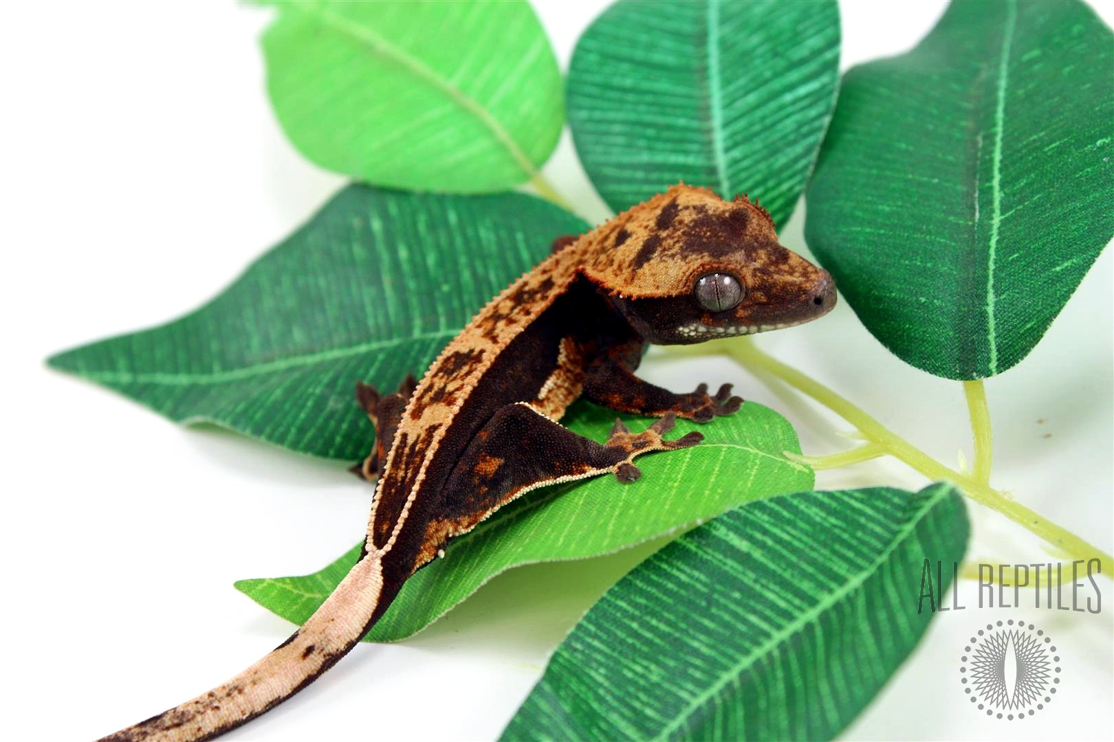 Quad Stripe Crested Gecko