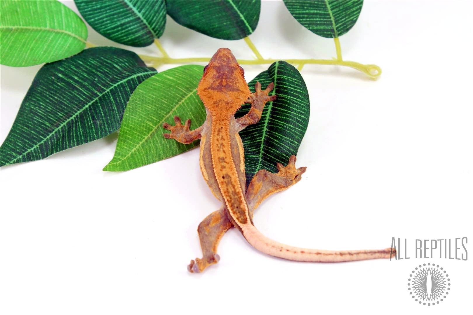 Quad Stripe Crested Gecko