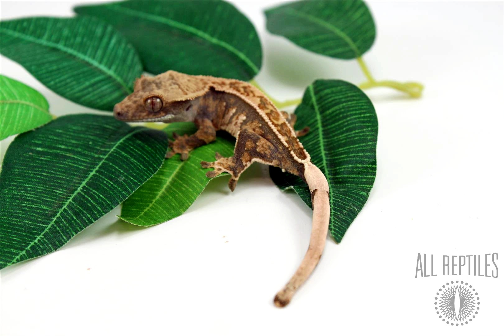 Harlequin Drippy Crested Gecko