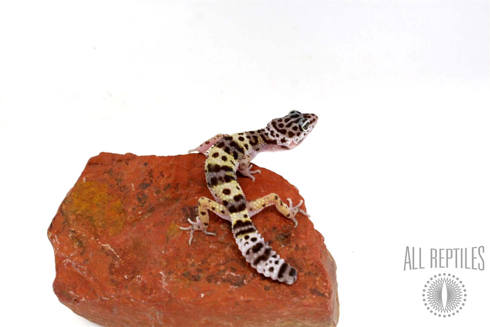 Montanus Leopard Gecko - Imperfect