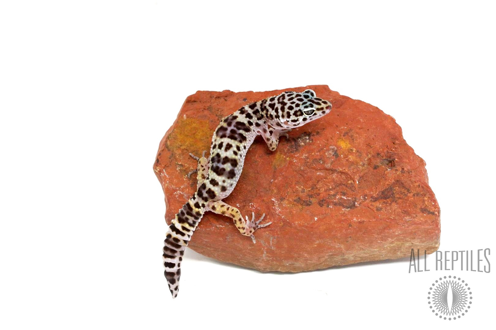 Montanus Leopard Gecko