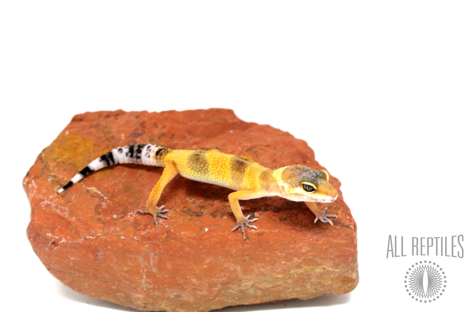 Tangerine Tornado Leopard Gecko